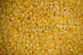 IQF SWEET CORN