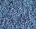 IQF blueberries 1