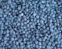 IQF blueberries