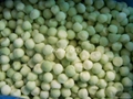 IQF MELON 