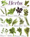 Frozen Herbs