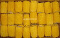 IQF SWEET CORN 2