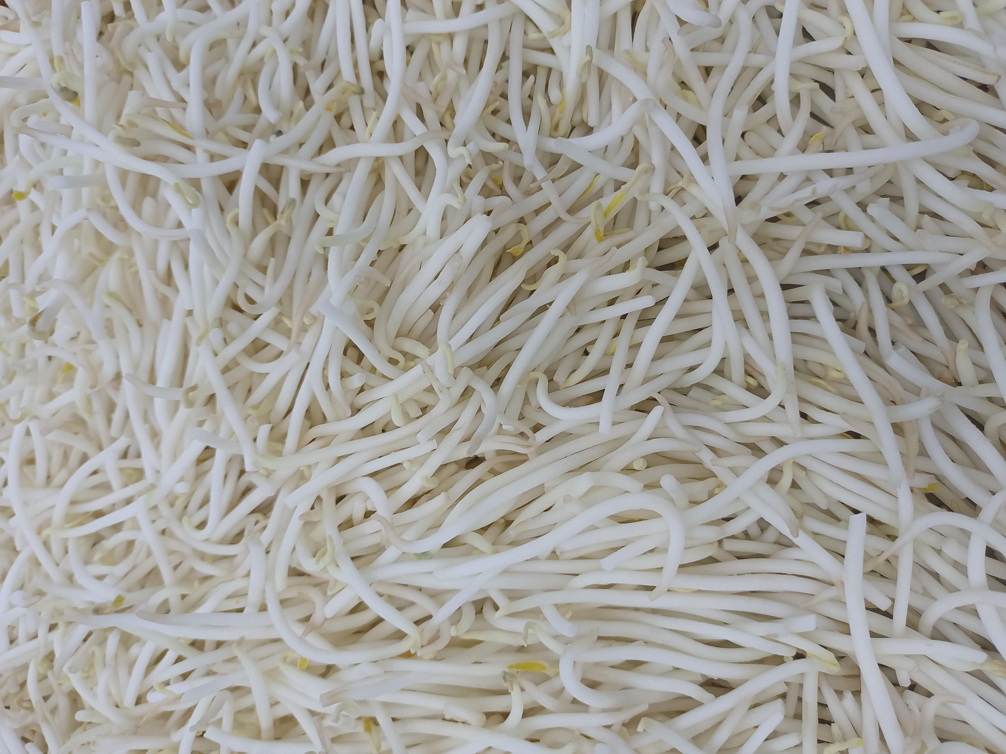 速冻绿豆芽
