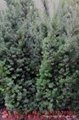 养生高档树种曼地亚红豆杉