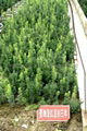 成活率最高曼地亚红豆杉种苗 1