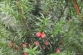成活率最高曼地亚红豆杉种苗 5