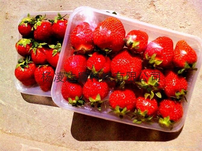 西安奶油草莓 4