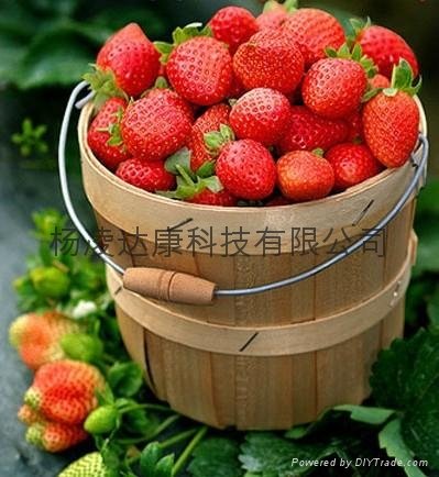 西安奶油草莓 5