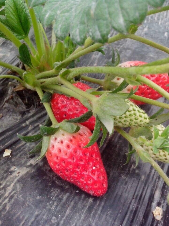 西安奶油草莓 3