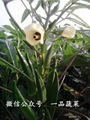 東京五角黃秋葵種子