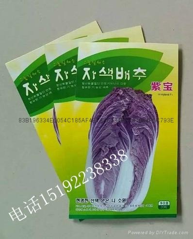紫白菜种子 3