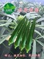 綠灞水果黃秋葵種子