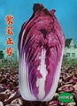 紫寶五號紫白菜種子