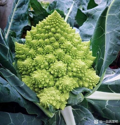 寶塔花菜種子 WHITE GOLD 白金 3