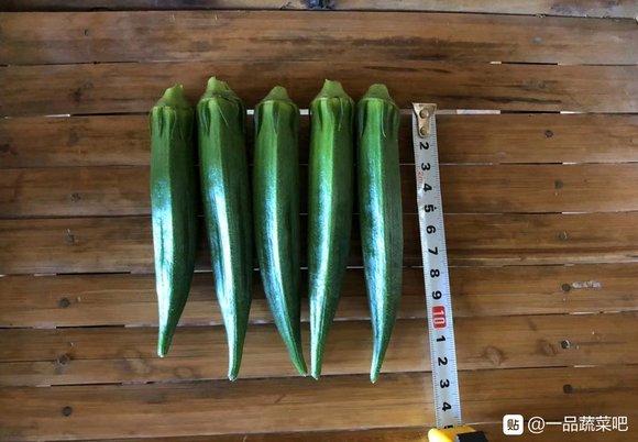 雜交一代綠灞水果黃秋葵種子 2