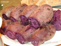 日本紫薯王产地批发