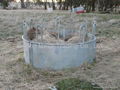 Cattle Hay Feeder