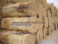 thatch roofing reed