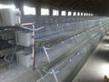 Poultry Cage 2