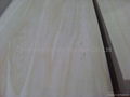 paulownia edge glued board 
