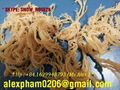 Eucheuma Cottonii Seaweed 1