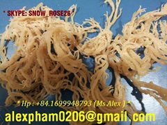 Eucheuma Cottonii Seaweed