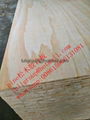 all pine plywood 3