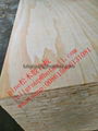 all pine plywood
