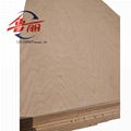 BEECH MDF 3