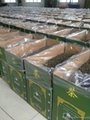 China gunpowder tea 9375A export to afghanistan market 5