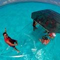 glass bottom boat, clear boat, transparent boat, glass boat, crystal boat, polycarbonate boat, clear bottom boat, see through boat, see thru boat, transparent clear boat, crystal clear boat, glass clear boat, unbreakable glass boat