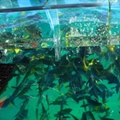 polycarbonate boat, clear boat, transparent boat, glass boat, crystal boat, clear bottom boat, glass bottom boat, see through boat, see thru boat, transparent clear boat, crystal clear boat, glass clear boat, unbreakable glass boat